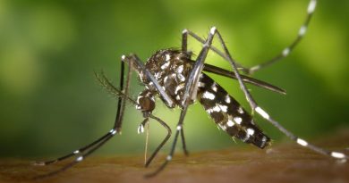 Sov trygt og uforstyrret med myggenet